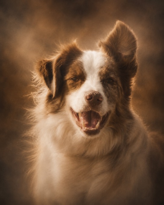 Happy pet cared for with PURUS.PET products — Nic Nic
