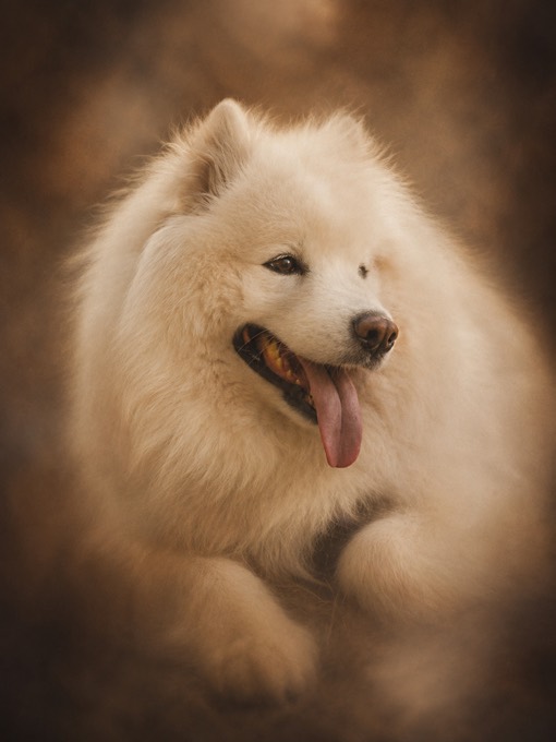 Happy pet cared for with PURUS.PET products — Nuno Aguiar