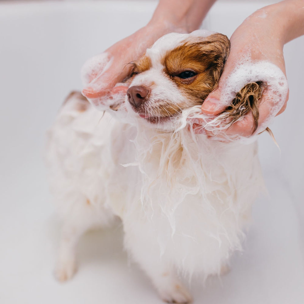 Why Clean Pet Care is the New Standard - And How It Mirrors the Human Clean Beauty Movement