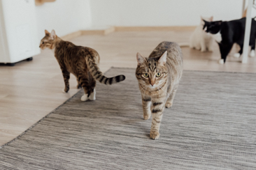 Cats in a room with a wooden floor