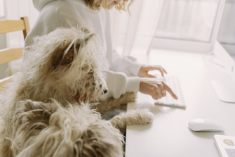 A woman working on a computer next to a dog